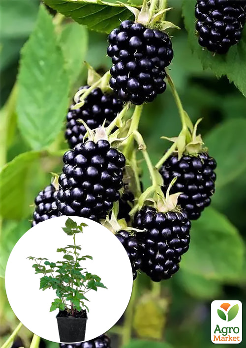 Ежевика Навахо 2х-летняя укорененная в контейнере
Ежевика Навахо 2х-летняя укорененная в контейнере