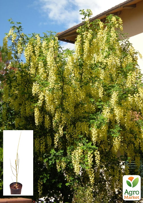 Лабурноцитисус Адама (Laburnocytisus adamii) вазон С5, высота 80-120см
Лабурноцитисус Адама (Laburnocytisus adamii) вазон С5, высота 80-120см