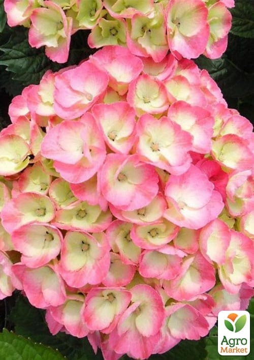 Гортензия цветущая крупнолистная Рембранд Дольче чик (Hydrangea macrophylla Rembrandt Dolce Chic) вазон С1,5
Гортензия цветущая крупнолистная Рембранд Дольче чик (Hydrangea macrophylla Rembrandt Dolce Chic) вазон С1,5