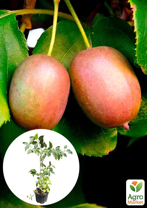 Актинидия 3-х летняя аргута Вейки (мини-киви, морозостойкий сорт) вазон С3, высота 60-100см
Актинидия 3-х летняя аргута Вейки (мини-киви, морозостойкий сорт) вазон С3, высота 60-100см