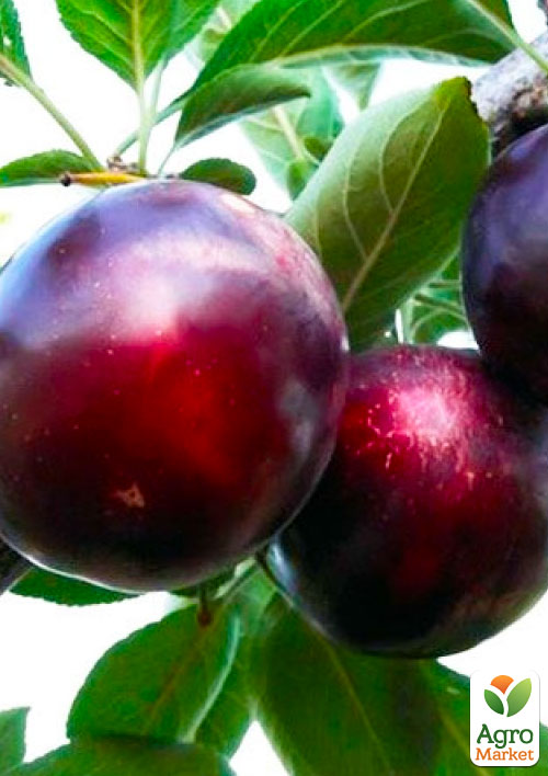 Алича Глобус (літній сорт, середньопізній термін дозрівання)
Алича Глобус (літній сорт, середньопізній термін дозрівання)