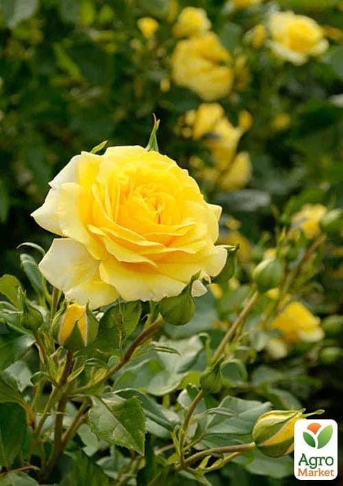 Троянда дрібноквіткова (спрей) Shanni (саджанець класу АА +) вищий сорт
Троянда дрібноквіткова (спрей) Shanni (саджанець класу АА +) вищий сорт