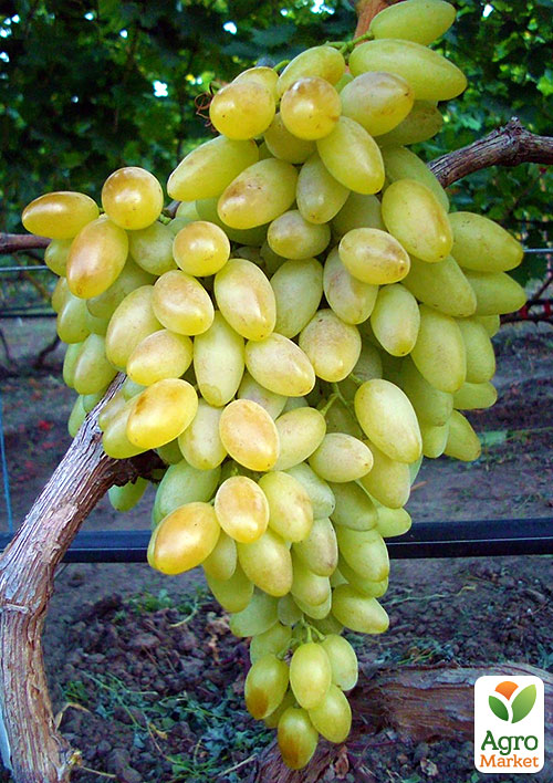 Виноград кишмиш Осенний крупноплодный
Виноград кишмиш Осенний крупноплодный