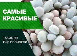 Красиві сукуленти: види, назви, фото - корисні статті про садівництво від Agro-Market
