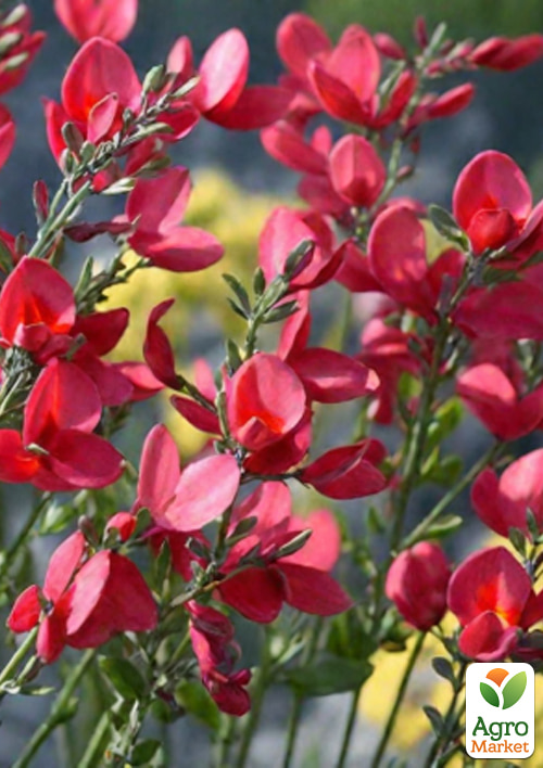 Рокитник 3-х річний Red Lion вазон С4
Рокитник 3-х річний Red Lion вазон С4