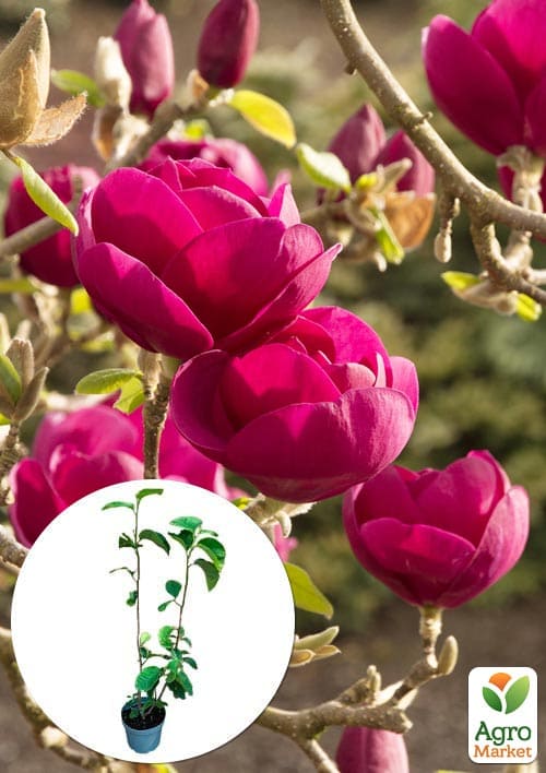Магнолия 4-х летняя гибридная Black Tulip (высота 50-60см)
Магнолия 4-х летняя гибридная Black Tulip (высота 50-60см)
