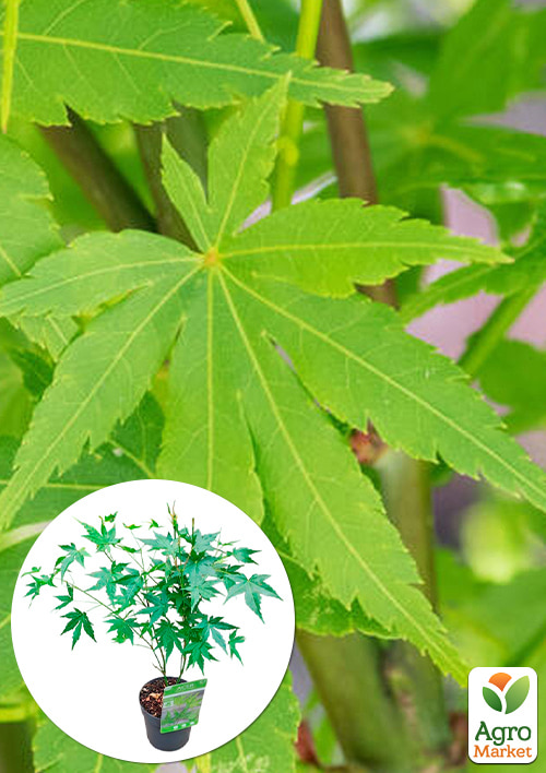 LMTD Клен пальмолистий 2-х річний Going Green (40-50см)
LMTD Клен пальмолистий 2-х річний Going Green (40-50см)
