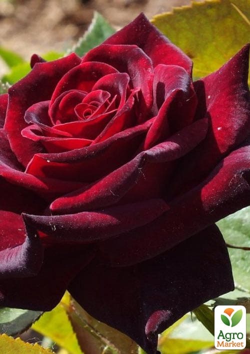 Троянда чайно-гібридна Папа Мейян (саджанець класу АА+) вищий сорт
Троянда чайно-гібридна Папа Мейян (саджанець класу АА+) вищий сорт