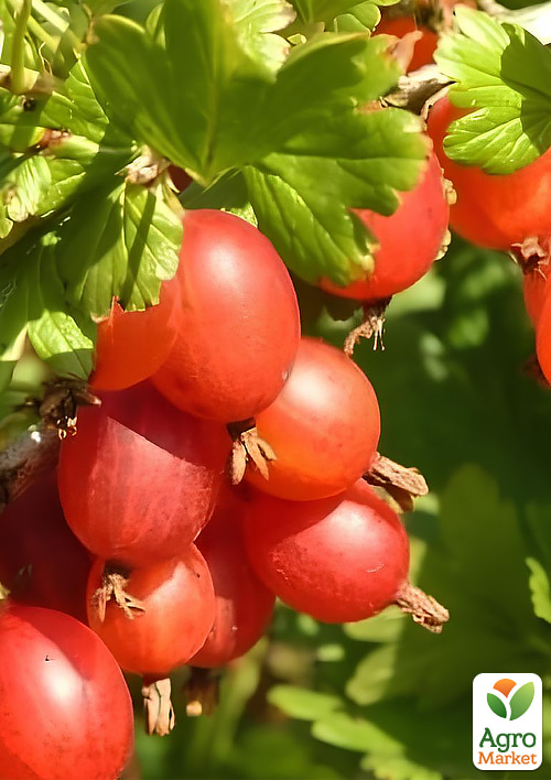 Аґрус Тясмін 2-річний, вкорінений у контейнері
Аґрус Тясмін 2-річний, вкорінений у контейнері