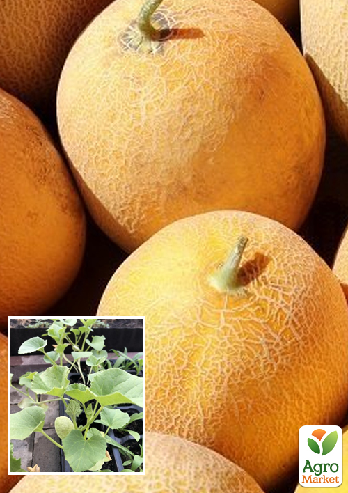 Розсада Диня «Амал F1» (фермерське вирощування), 1шт в упаковці
Розсада Диня «Амал F1» (фермерське вирощування), 1шт в упаковці