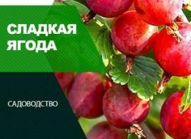 Солодкі сорти агрусу - корисні статті про садівництво від Agro-Market