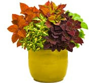 Колеус Колеус