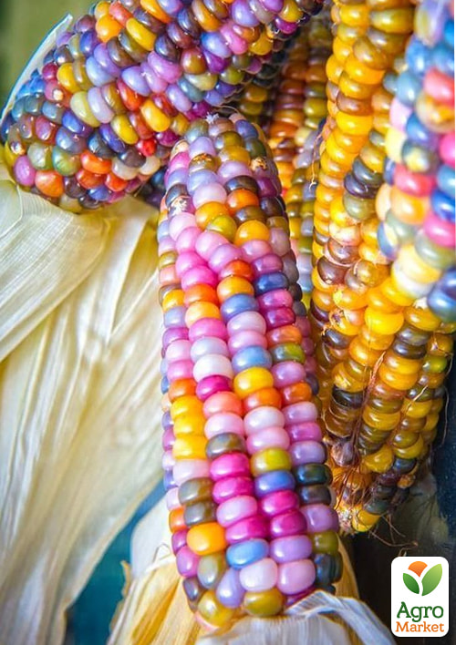 Кукуруза Стеклянная ТМ Vesna Select 10шт
Кукуруза Стеклянная ТМ Vesna Select 10шт