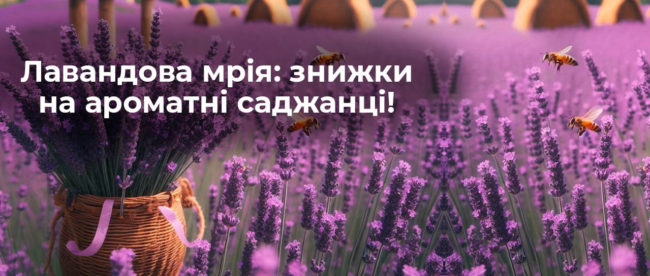 Лавандова мрія: знижки на ароматні саджанці