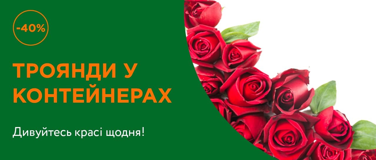 Троянди у контейнерах -40%