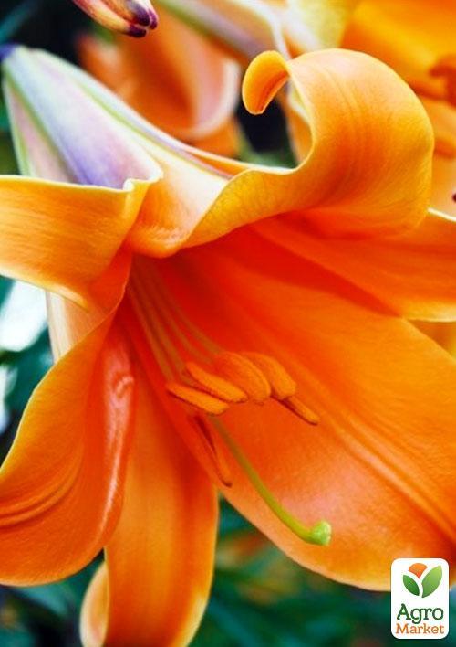 Лілія Трубчаста African Queen
Лілія Трубчаста African Queen