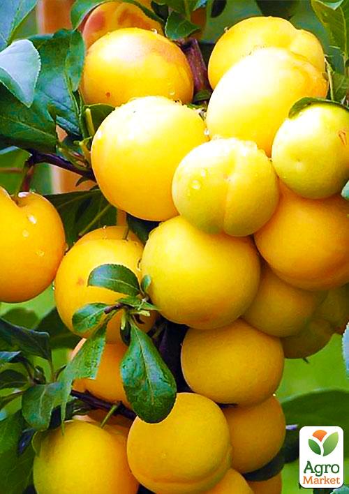 Алича Гек (літній сорт, середній термін дозрівання)
Алича Гек (літній сорт, середній термін дозрівання)