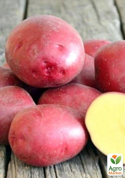 Картопля Рікарда насіннєва рання (1 репродукція) 1кг
Картопля Рікарда насіннєва рання (1 репродукція) 1кг