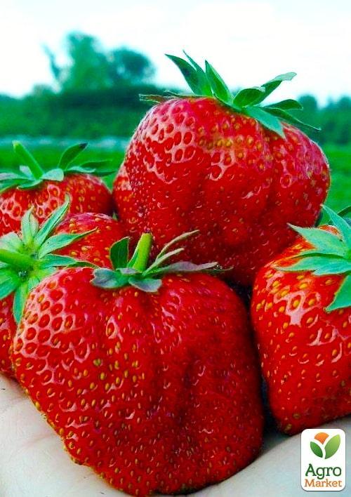 Клубника Хуми Гранде (Humi Grande) 5шт (средний срок созревания)
Клубника Хуми Гранде (Humi Grande) 5шт (средний срок созревания)