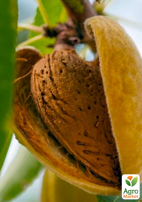 Миндаль сладкий Десертный (ранний срок созревания)
Миндаль сладкий Десертный (ранний срок созревания)