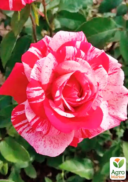Троянда дрібноквіткова (спрей) Сатин (саджанець класу АА+) вищий сорт
Троянда дрібноквіткова (спрей) Сатин (саджанець класу АА+) вищий сорт