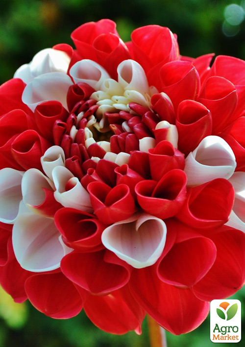 Георгина Pacific Time
Георгина Pacific Time