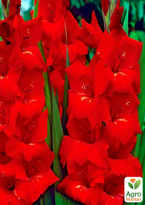 Гладіолус Oscar 3шт
Гладіолус Oscar 3шт