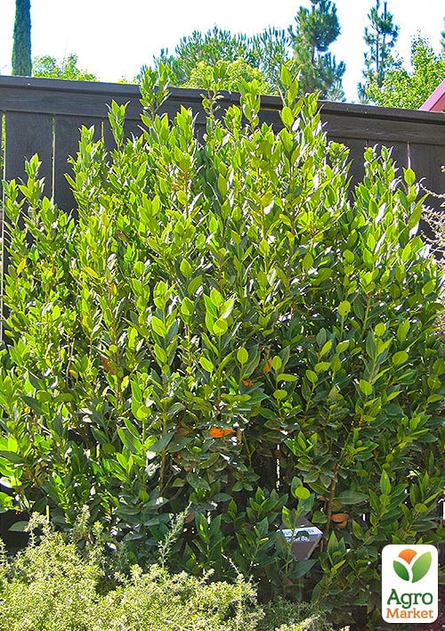 LMTD Лавр вечнозеленый пышный куст 6-ти летний Laurus nobilis (высота 80-120см)
LMTD Лавр вечнозеленый пышный куст 6-ти летний Laurus nobilis (высота 80-120см)