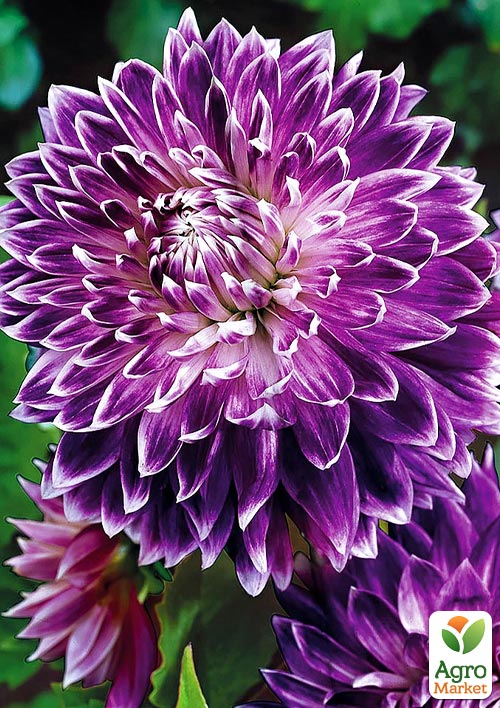 Жоржина Vancouver
Жоржина Vancouver