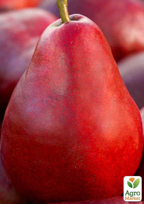 Груша Ред Фаворитка (літній сорт, раніій термін дозрівання)
Груша Ред Фаворитка (літній сорт, раніій термін дозрівання)