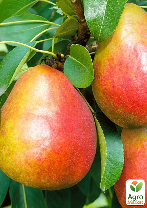 Груша Генерал Тотлебен (зимний сорт, поздний срок созревания)
Груша Генерал Тотлебен (зимний сорт, поздний срок созревания)