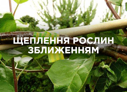 Техника аблактировки (прививки растений сближением) Техника аблактировки (прививки растений сближением)