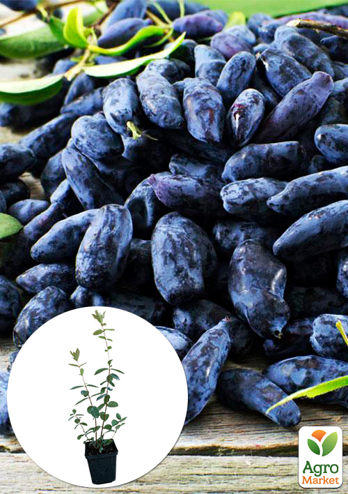 Жимолость Югана (ранній термін дозрівання, морозостійкий сорт)
Жимолость Югана (ранній термін дозрівання, морозостійкий сорт)