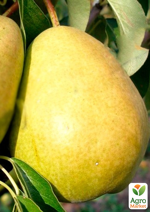 Груша Сніжка (осінній сорт, середній термін дозрівання)
Груша Сніжка (осінній сорт, середній термін дозрівання)