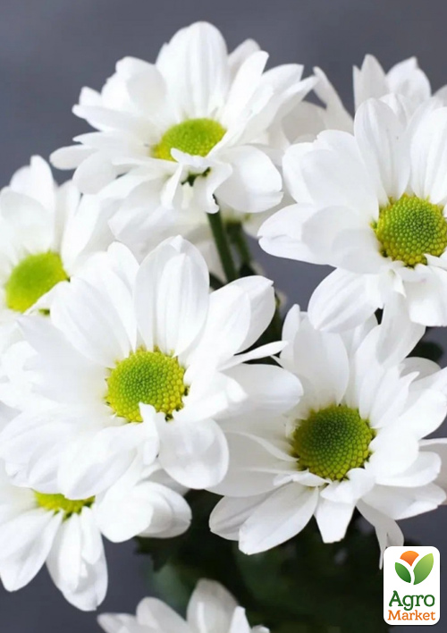 Хризантема кущова середньоквіткова Jackson White
Хризантема кущова середньоквіткова Jackson White