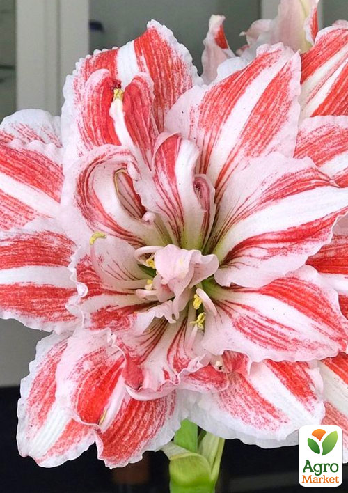 Гиппеаструм махровый Bright Nymph (Амариллис)
Гиппеаструм махровый Bright Nymph (Амариллис)