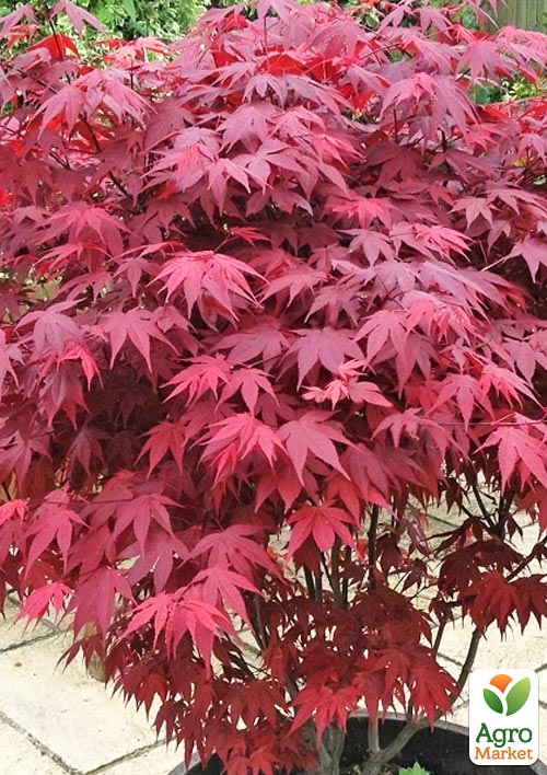 Клен веерный пальмолистный Атропурпуреум(Acer palmatum `Atropurpureum) контейнер Р9
Клен веерный пальмолистный Атропурпуреум(Acer palmatum `Atropurpureum) контейнер Р9