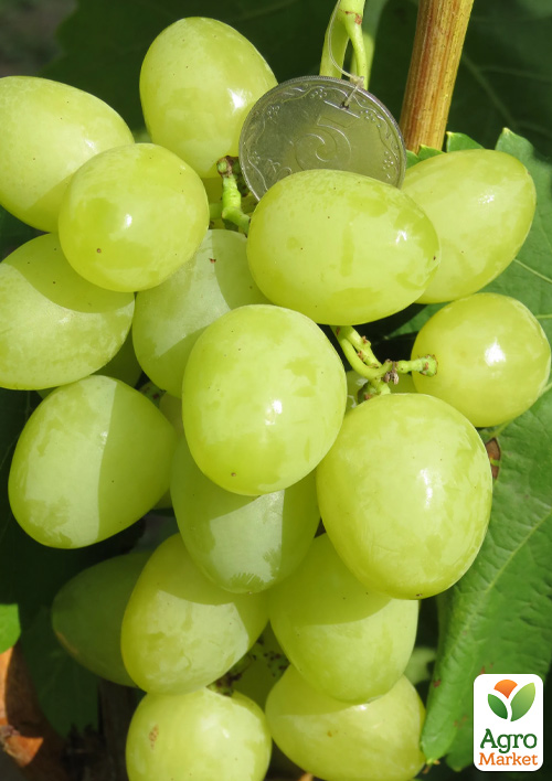 Виноград Нельсон (ультраранний сладкий мускат)
Виноград Нельсон (ультраранний сладкий мускат)