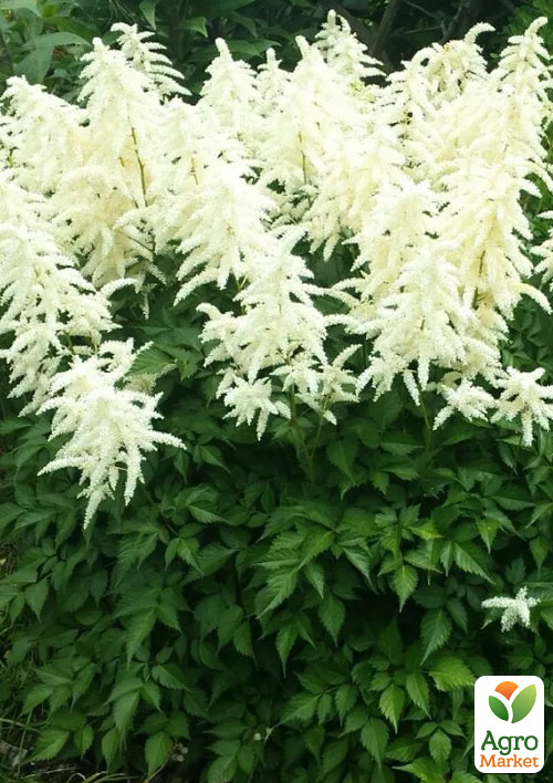 Астильба японська Deutschland
Астильба японська Deutschland