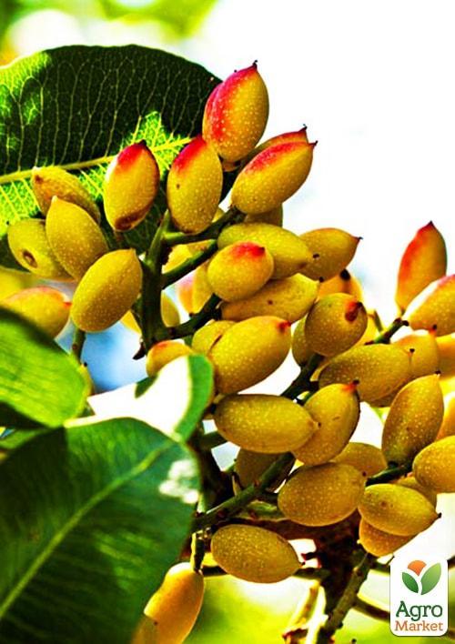 Ексклюзив! Фісташка Амелія (Amelia) (високоврожайний, морозостійкий сорт)
Ексклюзив! Фісташка Амелія (Amelia) (високоврожайний, морозостійкий сорт)