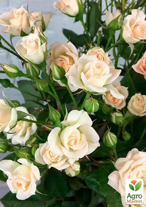 Троянда дрібноквіткова (спрей) Jana (саджанець класу АА+) вищий сорт
Троянда дрібноквіткова (спрей) Jana (саджанець класу АА+) вищий сорт