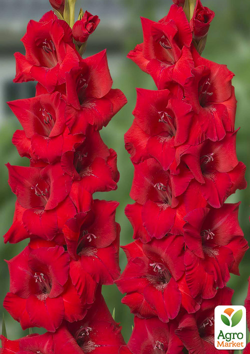 Гладиолус Roma
Гладиолус Roma