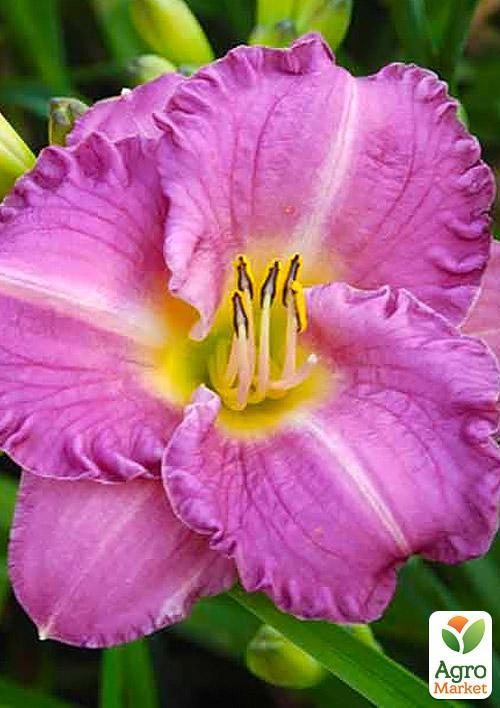 Лилейник Entrapment 1шт в упаковке
Лилейник Entrapment 1шт в упаковке