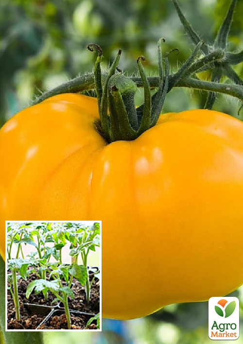 Розсада Томат «Бізон Жовтий» (фермерське вирощування), 1шт в упаковці
Розсада Томат «Бізон Жовтий» (фермерське вирощування), 1шт в упаковці