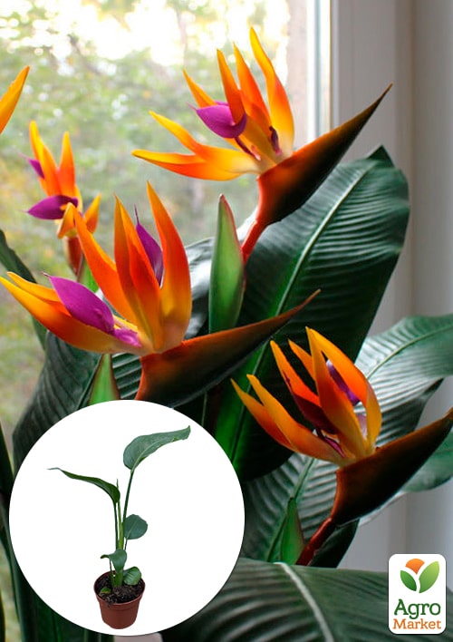 Стреліція Королівська Bird of Paradise
Стреліція Королівська Bird of Paradise