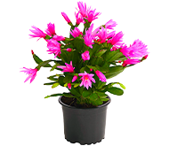 Шлюмбергера