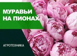 Мурахи на півоніях: як їх позбутися - корисні статті про садівництво від Agro-Market