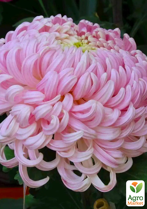 Хризантема Toronto Rose (низкорослая крупноцветковая)
Хризантема Toronto Rose (низкорослая крупноцветковая)