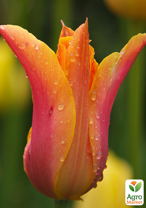 Тюльпан Ballerina (лилиецветный)
Тюльпан Ballerina (лилиецветный)