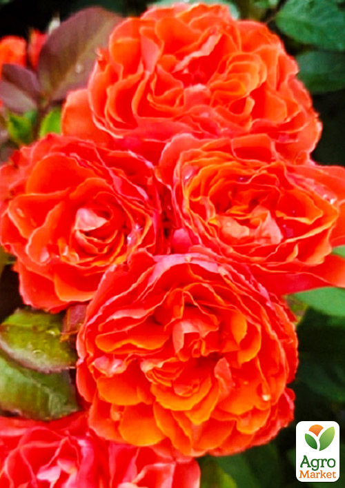 Роза флорибунда Леди оф Белград (саженец класса АА+) высший сорт
Роза флорибунда Леди оф Белград (саженец класса АА+) высший сорт